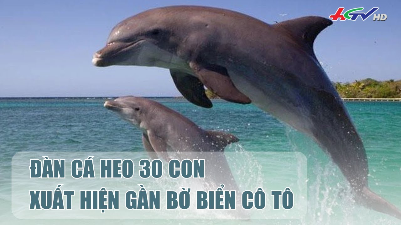 Đàn cá heo 30 con xuất hiện gần bờ biển Cô Tô #shortsvideo #cáheo| Tin nóng Mekong