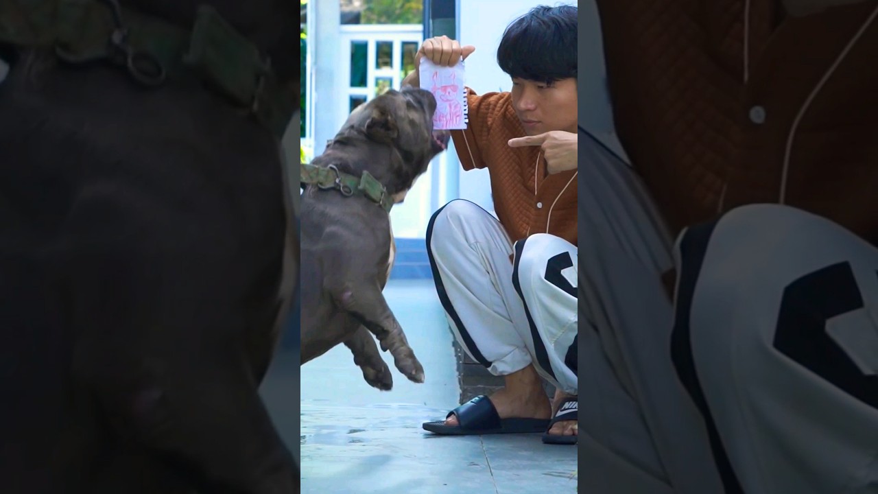 Anh Vinh vẽ Bull đệ và cái kết hú hồn #music #pets #tonytv #bully #funny