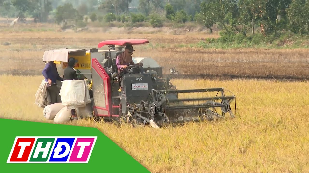 Nông dân Đồng Tháp thu hoạch lúa ăn Tết | THDT