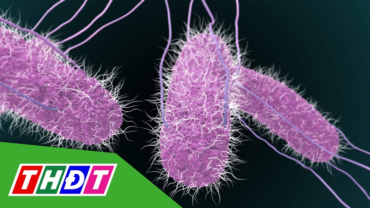 TP.HCM: Tìm thấy khuẩn Salmonella trong bệnh phẩm trẻ ngộ độc sau tiệc Trung thu | THDT