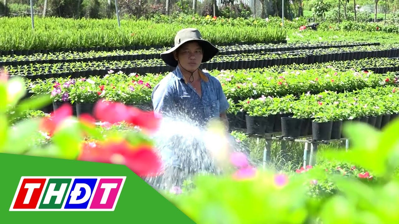 Nông dân Sa Đéc chuẩn bị khoảng 100 hecta hoa kiểng phục vụ Tết | THDT