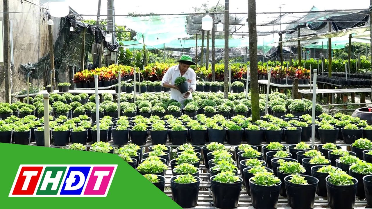 Làng hoa Sa Đéc xuống giống vụ Tết 2024 | THDT