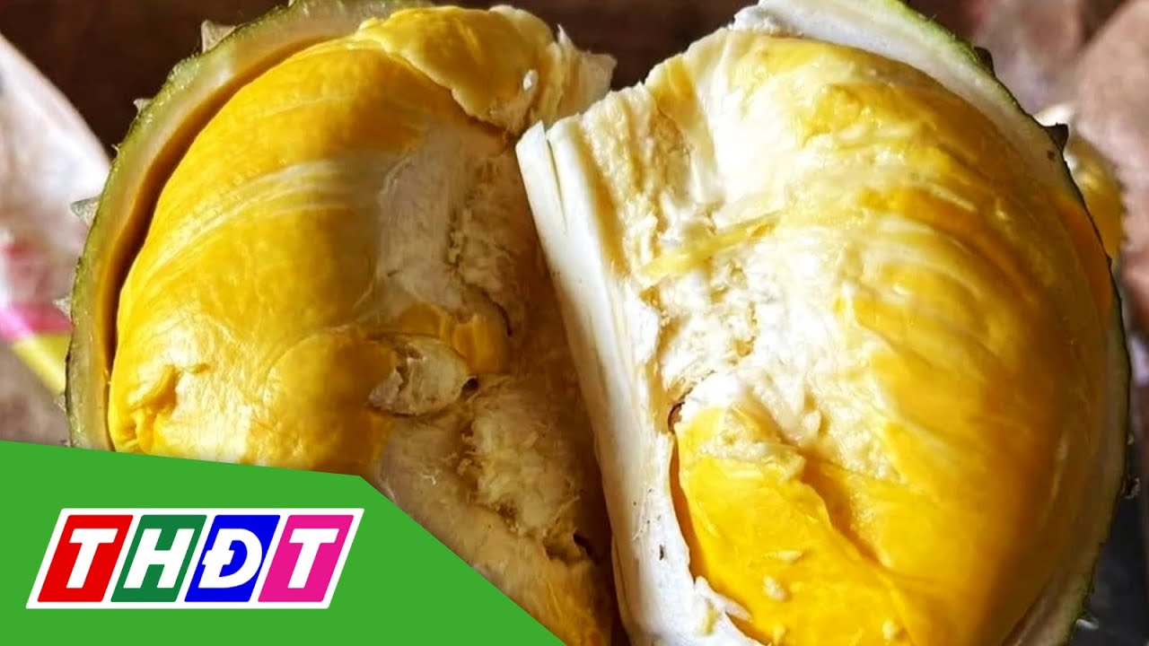 Hơn 100.000 đồng/kg sầu riêng óc khỉ | THDT