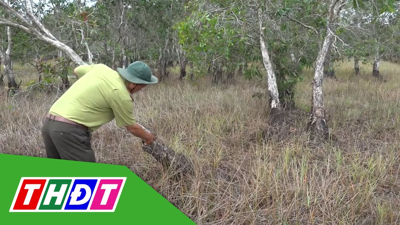 Đồng Tháp chủ động phòng cháy chữa cháy rừng | THDT