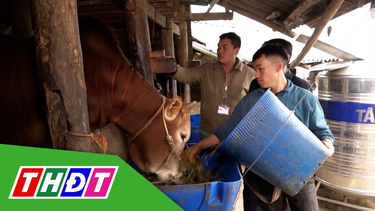 Thủ tướng yêu cầu chủ động phòng chống rét | THDT