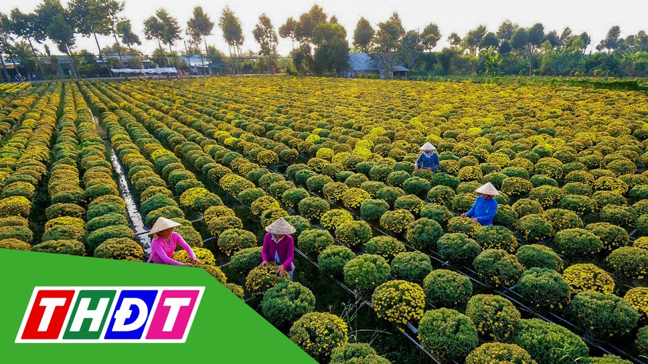 Làng hoa Sa Đéc: Hoa kiểng phục vụ Tết tiêu thụ chậm | THDT