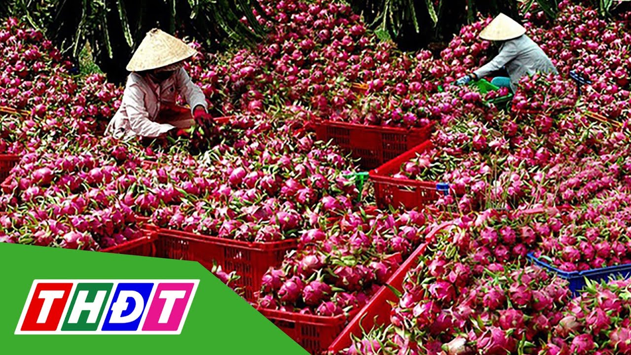 Trung Quốc giảm nhập khẩu thanh long Việt Nam | THDT