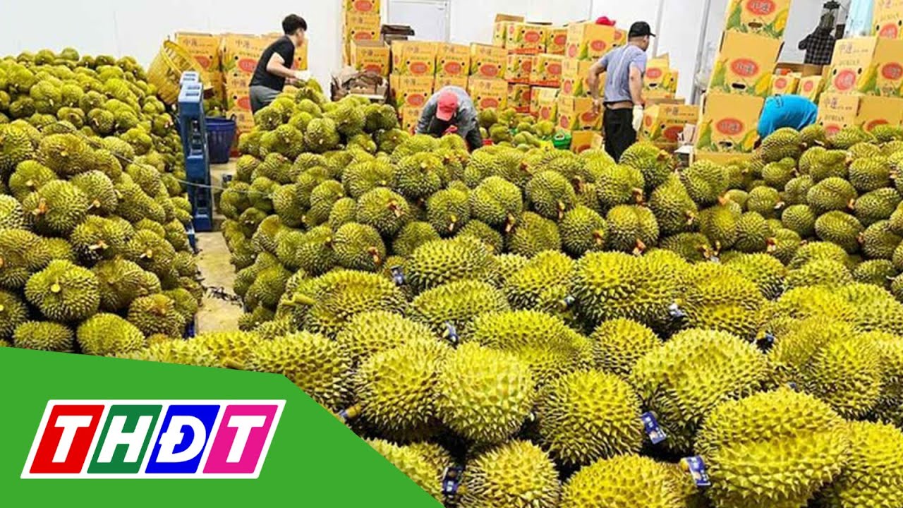 Xuất khẩu sầu riêng vượt 1,7 tỷ USD | THDT