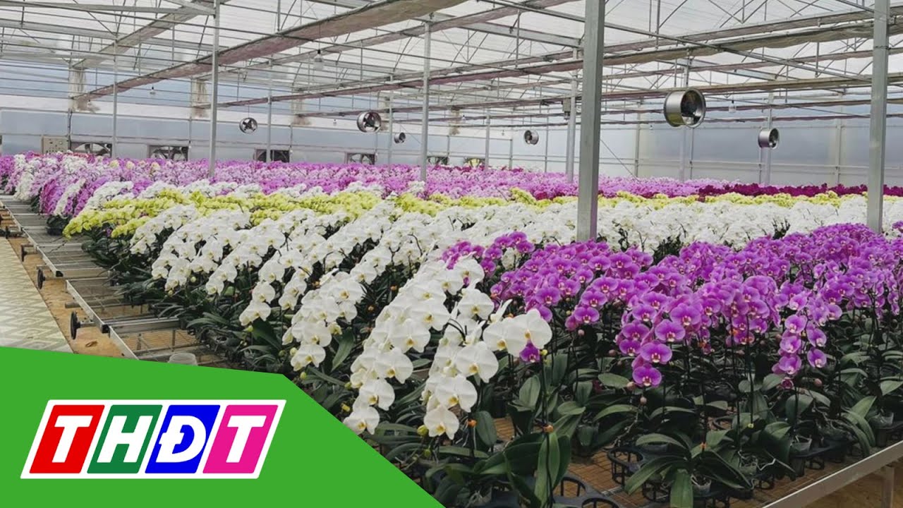 3 triệu cây lan hồ điệp Đà Lạt phục vụ Tết | THDT