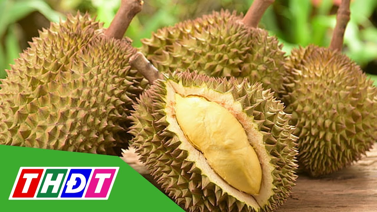 Sầu riêng Musang King rẻ như hàng bình dân | THDT