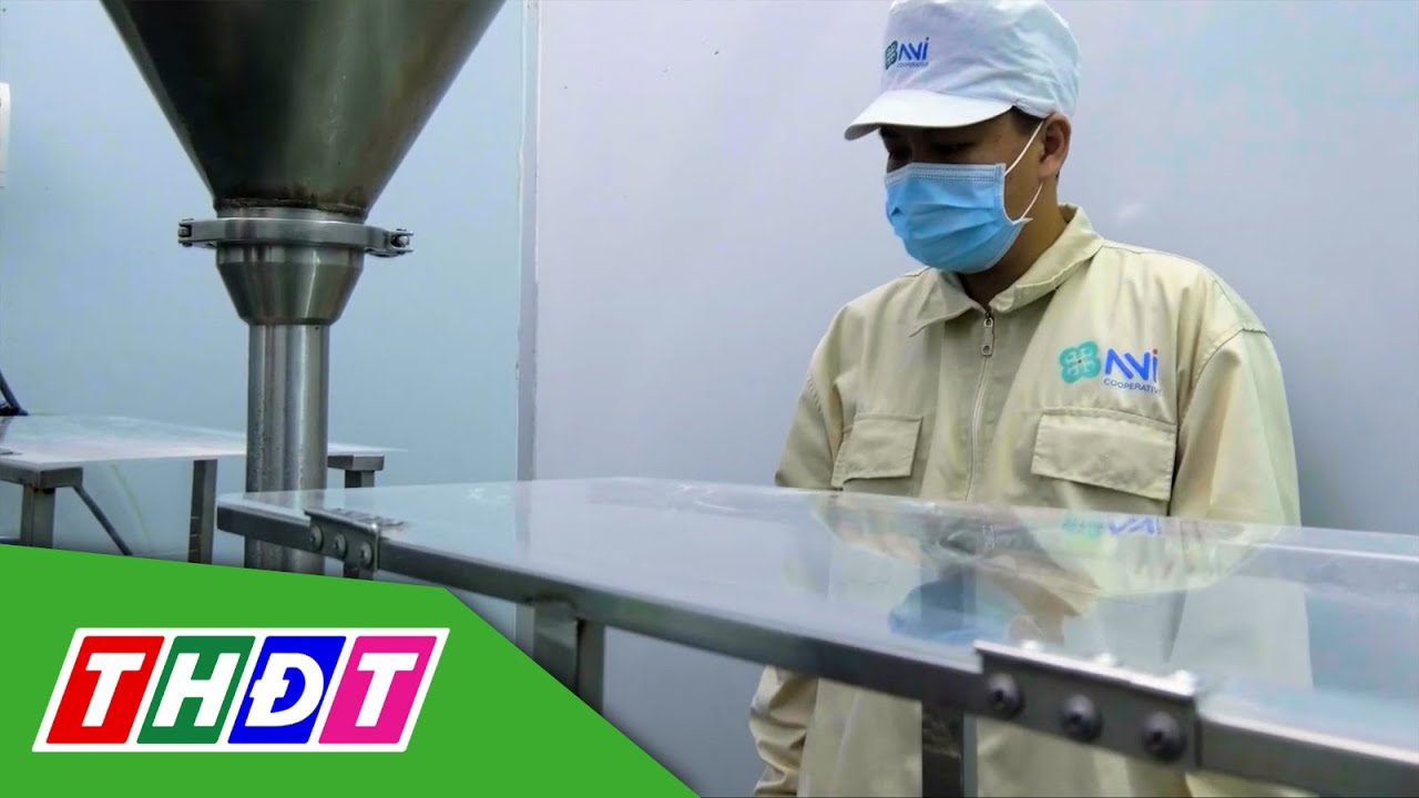 Sữa ấu Aumilk của Hợp tác xã ở Lấp Vò (Đồng Tháp) | Cà phê doanh nghiệp - 20/9/2024 | THDT