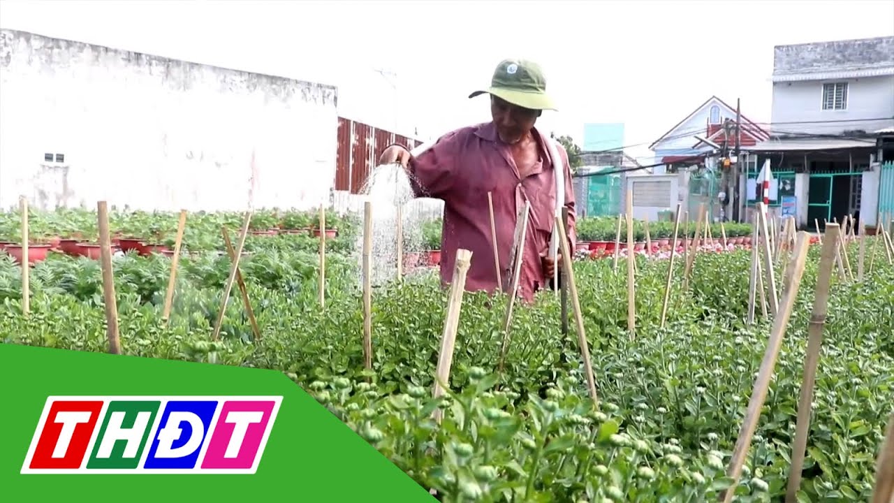 Nhà vườn giảm sản lượng, không tăng giá bán hoa Tết | THDT