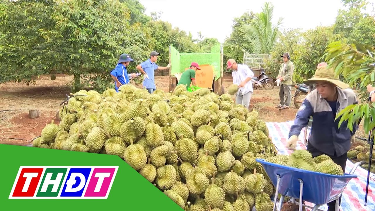 Sầu riêng Musang King giảm giá mạnh | THDT