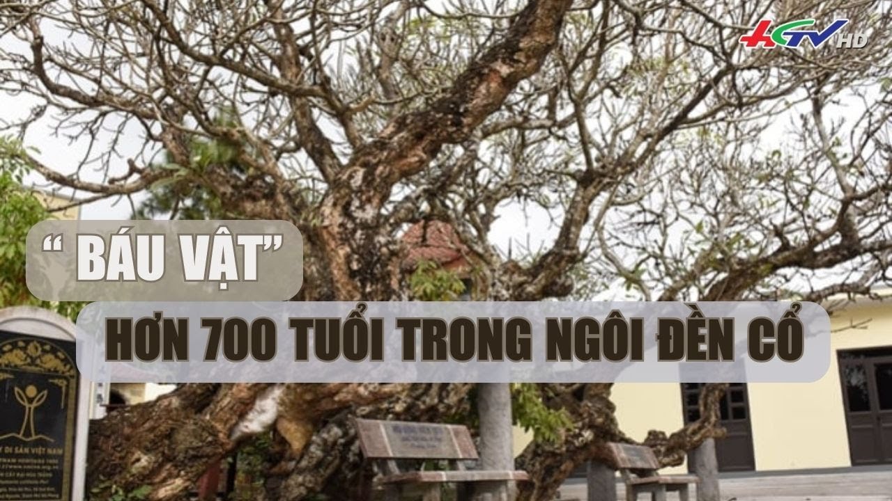 “ Báu vật” hơn 700 tuổi trong ngôi đền cổ | Truyền hình Hậu Giang