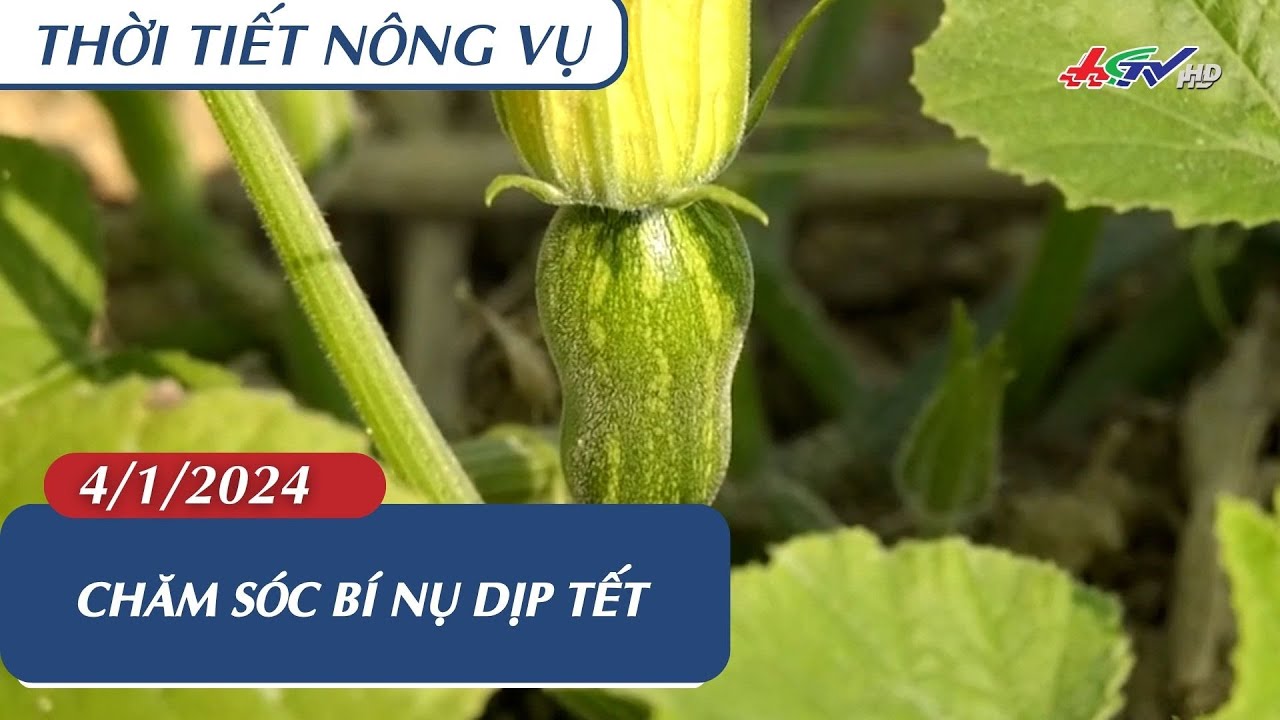 Thời tiết nông vụ 04.01.2024 | Chăm sóc bí nụ dịp Tết  | Truyền hình Hậu Giang