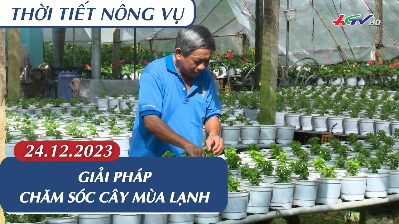 Thời tiết nông vụ 24.12.2023 | Giải pháp chăm sóc cây mùa lạnh | Truyền hình Hậu Giang