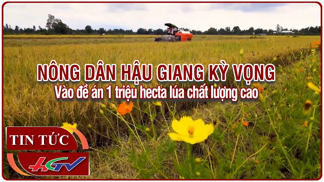 Nông dân Hậu Giang kỳ vọng vào đề án 1 triệu hecta lúa chất lượng cao | Truyền hình Hậu Giang