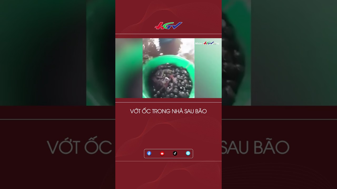 Vớt ốc trong nhà sau bão #shortshgtv | Truyền hình Hậu Giang