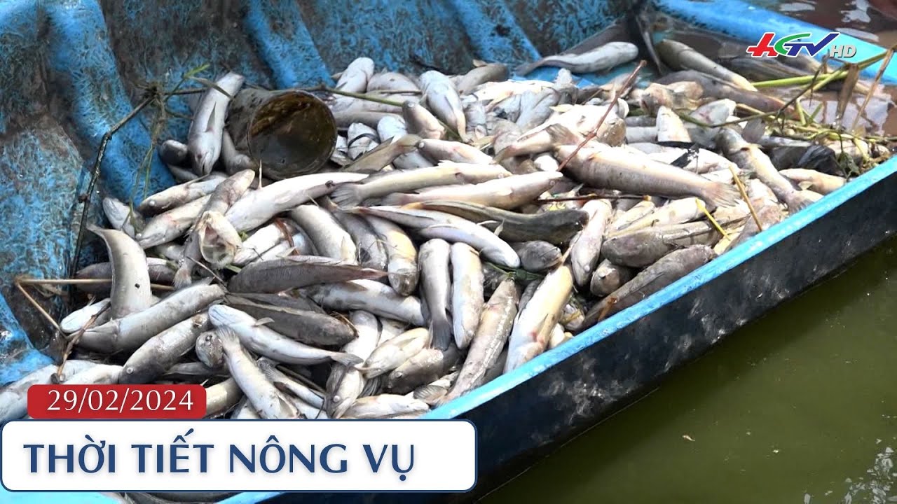 Thời tiết nông vụ 29.02.2024 | Một số biện pháp chống nóng cho cá | Truyền hình Hậu Giang