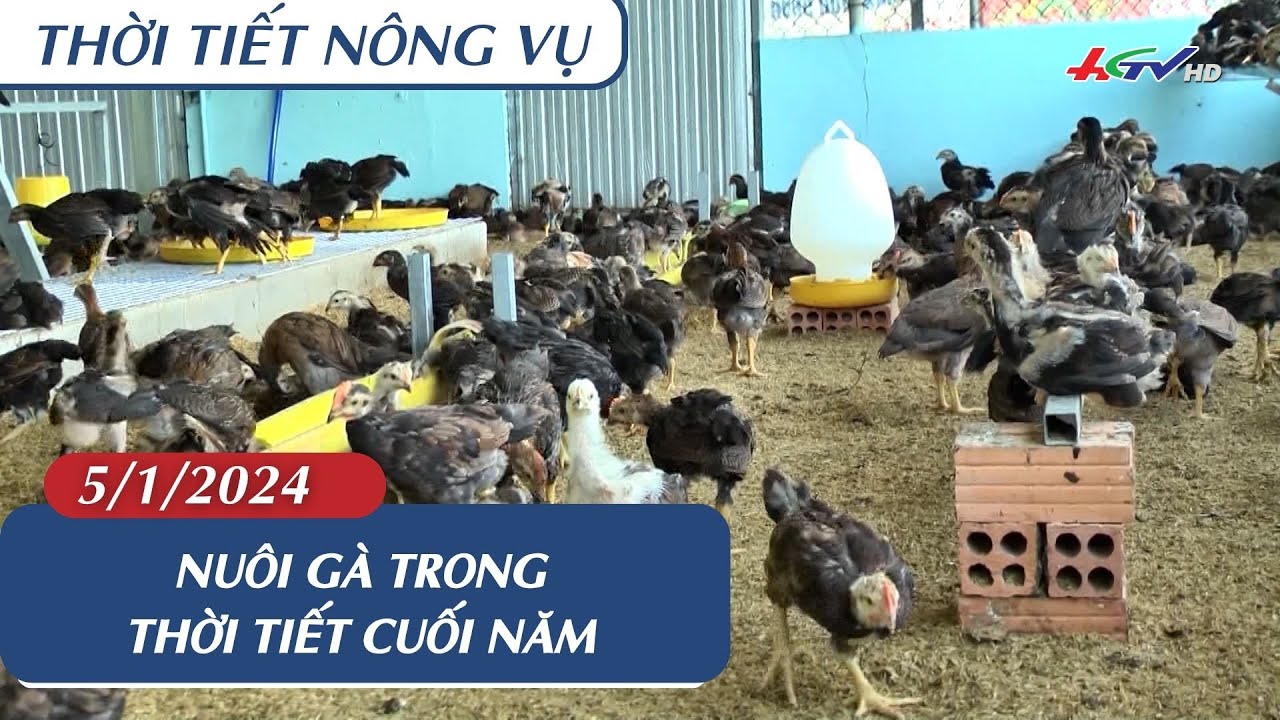 Thời tiết nông vụ 05.01.2024 | Nuôi gà trong thời tiết cuối năm | Truyền hình Hậu Giang