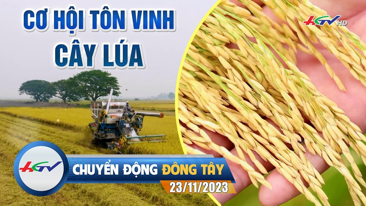 Chuyển động Đông Tây 23.11.2023: Cơ hội tôn vinh cây lúa | Truyền hình Hậu Giang #hgtv