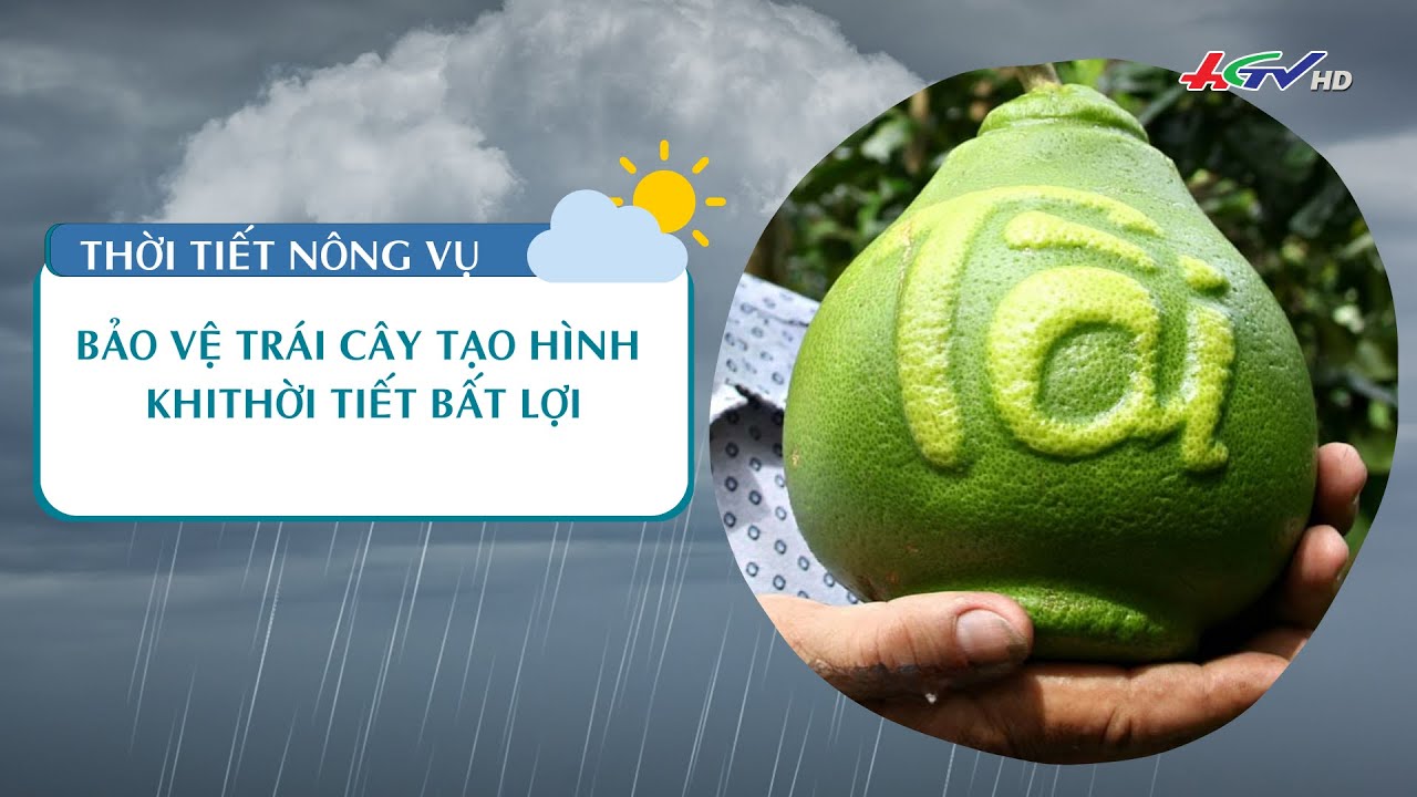 Thời tiết nông vụ 29.11.2023 |Bảo vệ trái cây tạo hình khi thời tiết bất lợi | Truyền hình Hậu Giang