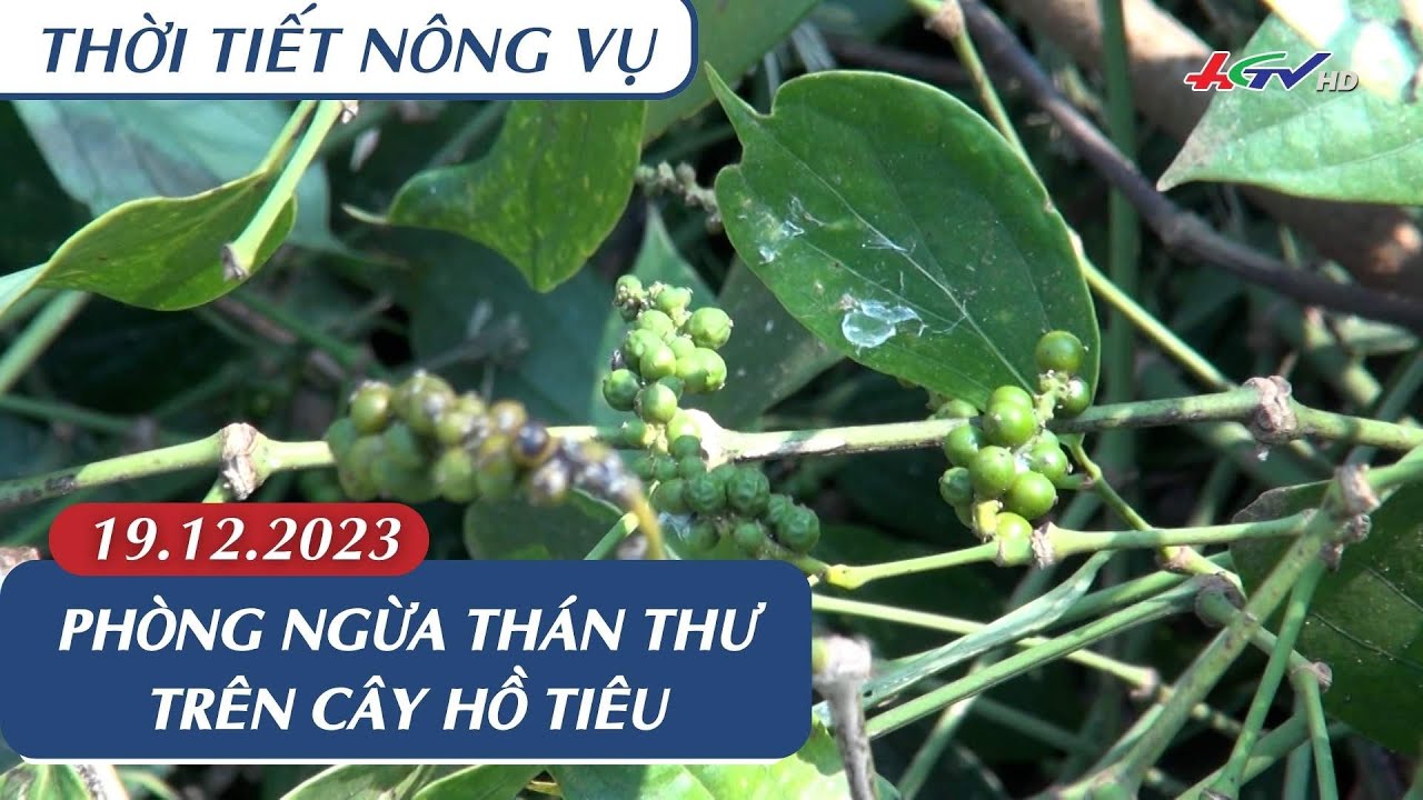 Thời tiết nông vụ 19/12/2023 | Phòng trị bệnh thán thư trên cây hồ tiêu| Truyền hình Hậu Giang