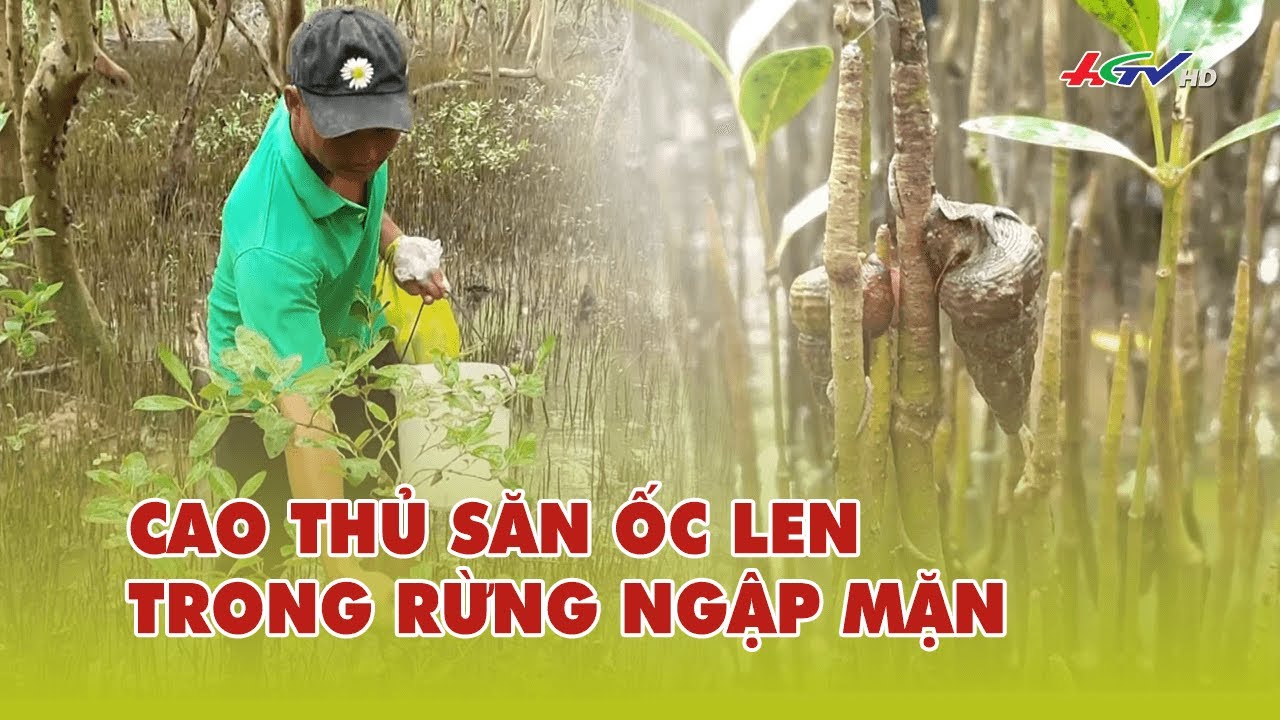 Cao thủ săn ốc len trong rừng ngập mặn  | Truyền hình Hậu Giang