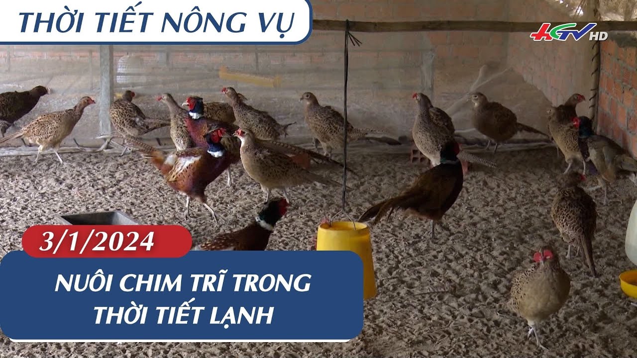 Thời tiết nông vụ 03.01.2024 | Nuôi chim trĩ trong thời tiết lạnh | Truyền hình Hậu Giang