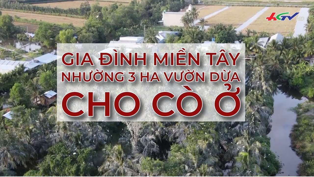 Gia đình miền Tây nhường 3 ha vườn dừa cho cò ở | Truyền hình Hậu Giang