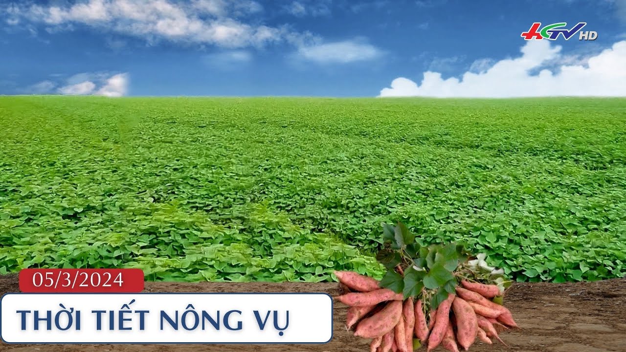 Thời tiết nông vụ 05.03.2024 | Cung cấp đủ nước cho khoai lan trong thời tiết nắng nóng