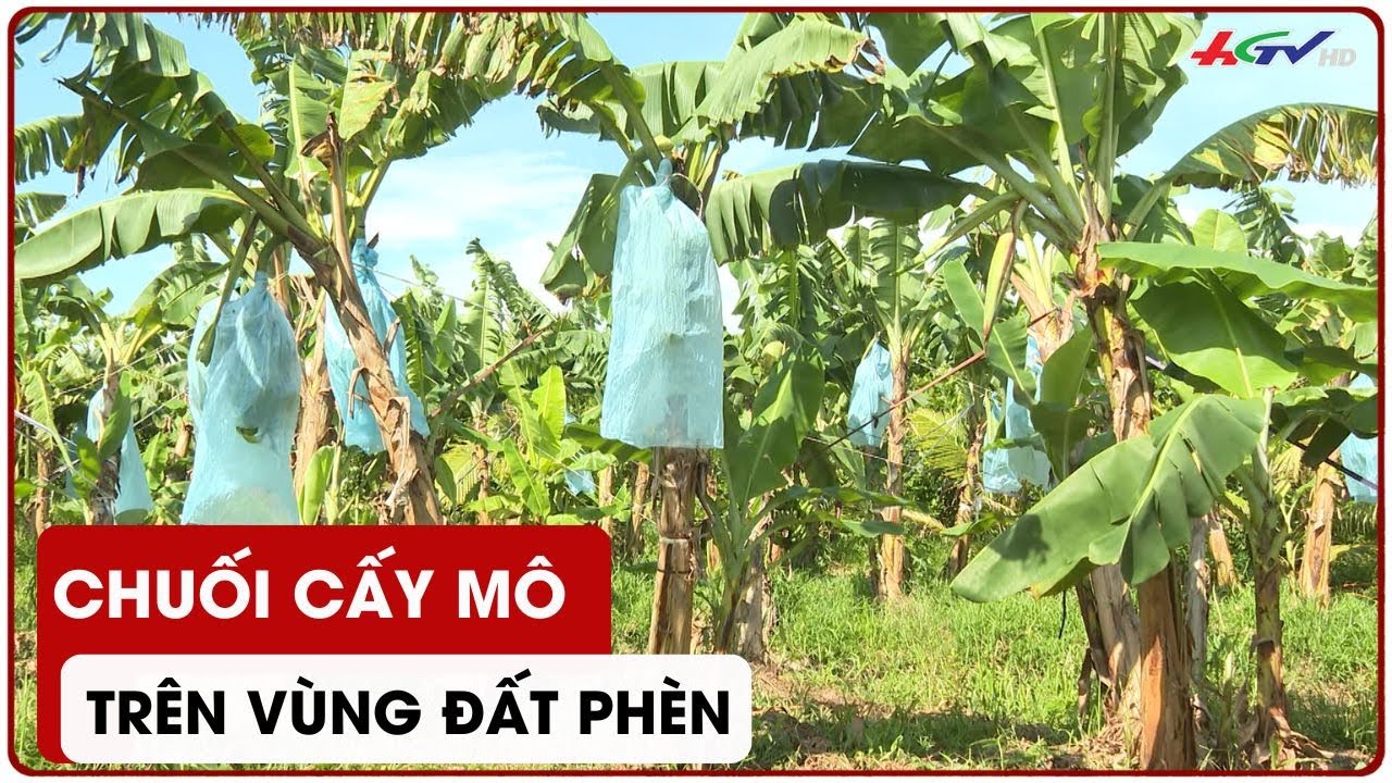 Chuối cấy mô trên vùng đất phèn | Truyền hình Hậu Giang