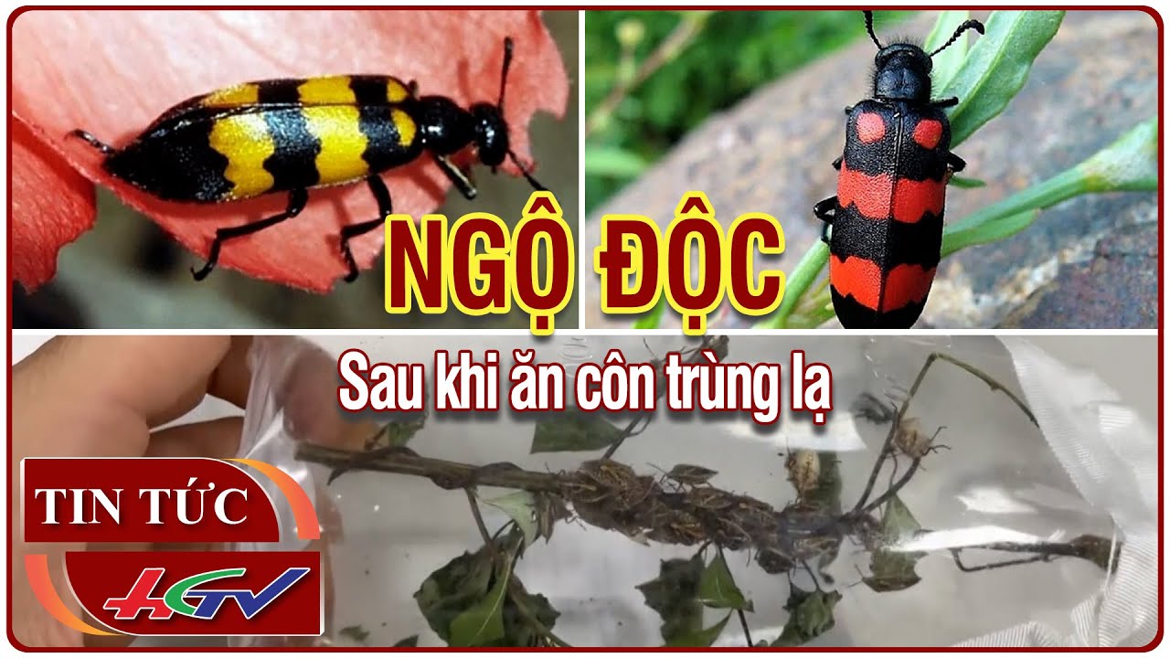 Ngộ độc sau khi ăn côn trùng lạ | Truyền hình Hậu Giang