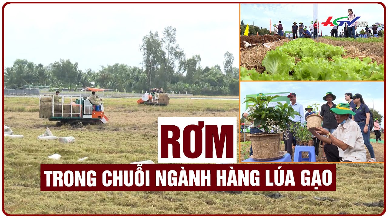 Rơm trong chuỗi ngành hàng lúa gạo | Truyền hình Hậu Giang