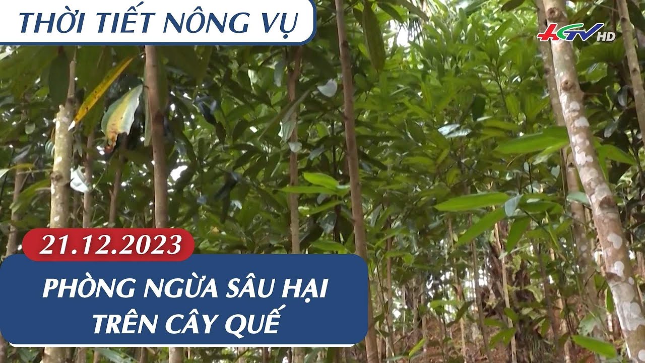 Thời tiết nông vụ 21.12.2023 | Truyền hình Hậu Giang