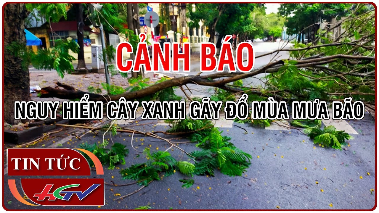 Cảnh báo nguy hiểm cây xanh gãy đổ mùa mưa bão | Truyền hình Hậu Giang