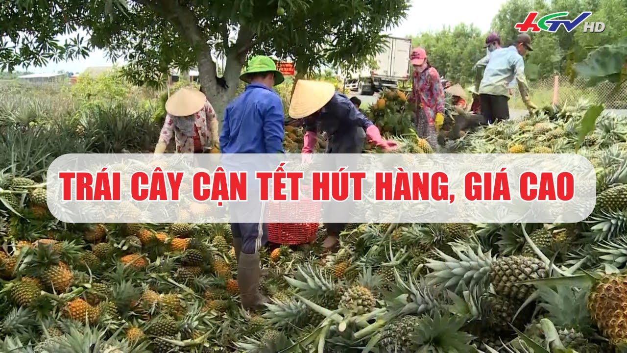 Trái cây cận Tết hút hàng, giá cao | Truyền hình Hậu Giang