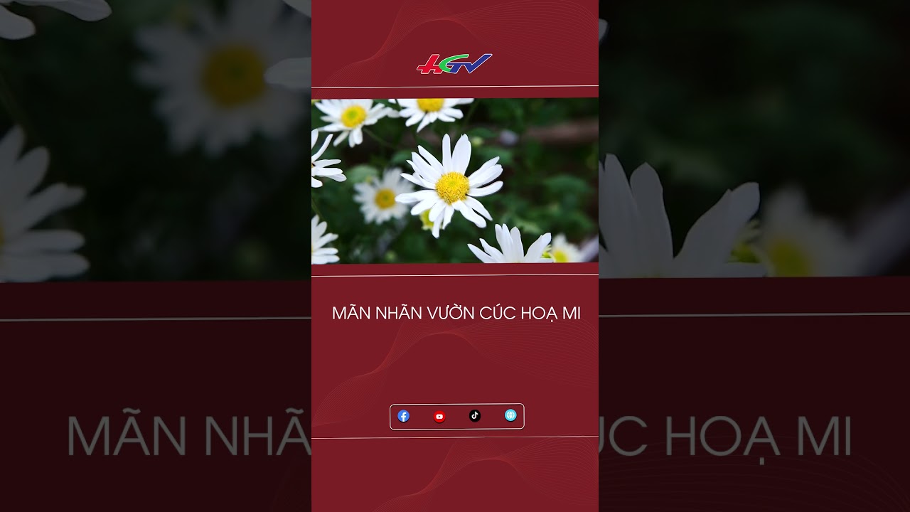 Mãn nhãn vườn cúc họa mi| Truyền hình Hậu Giang #cúchọami #giớitrẻ #NamĐịnh #checkin