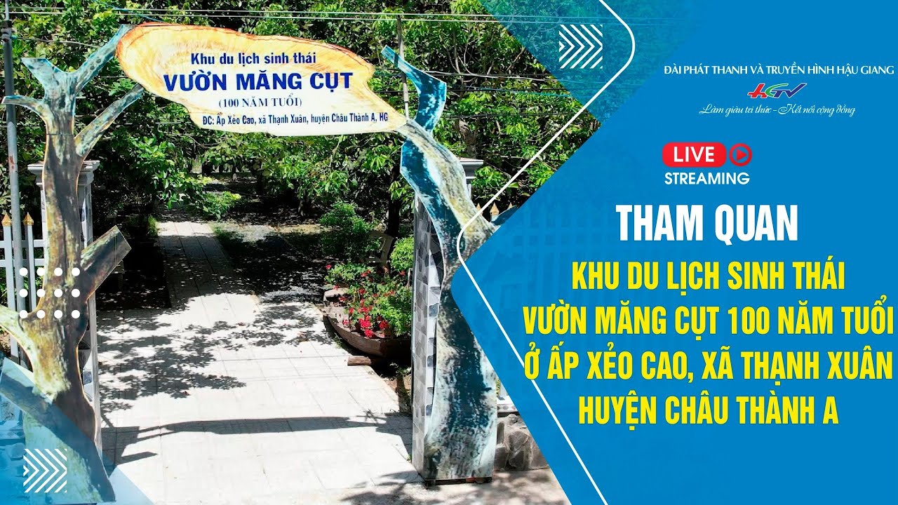 [🔴 Live] Tham quan Khu DLST Vườn măng cụt 100 năm tuổi ở huyện Châu Thành A | Truyền Hình Hậu Giang