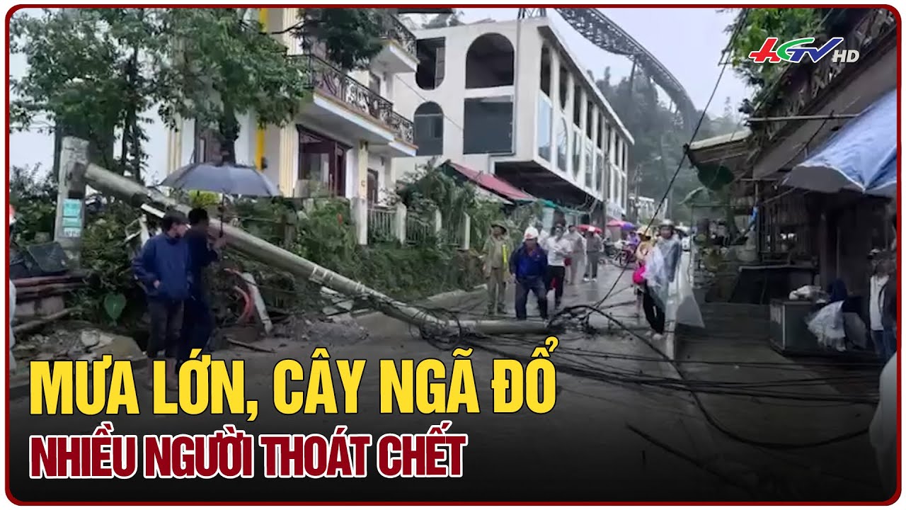 Mưa lớn, cây ngã đổ nhiều người thoát chết | Truyền hình Hậu Giang