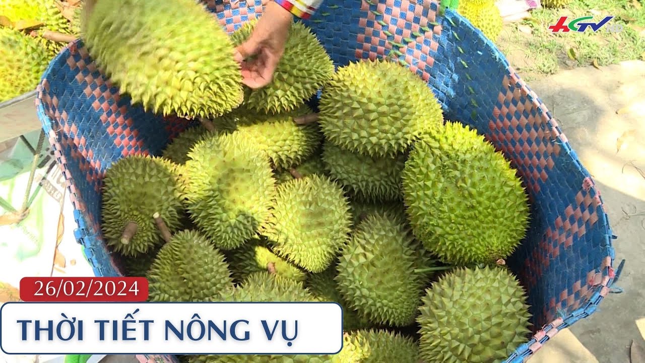 Thời tiết nông vụ 26.02.2024 | Truyền hình Hậu Giang