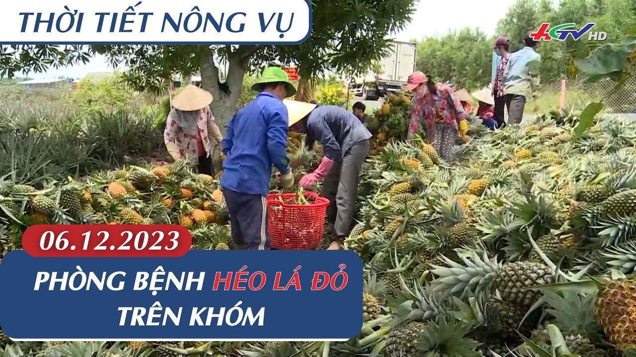 Thời tiết nông vụ 06.12.2023 | Phòng bệnh héo lá đỏ trên khóm | Truyền hình Hậu Giang