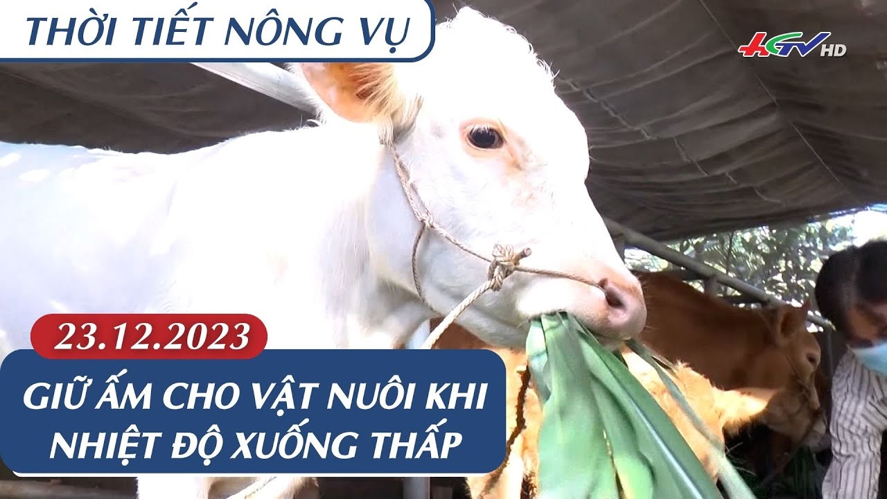 Thời tiết nông vụ 23.12.2023| Giữ ấm vật nuôi khi nhiệt độ xuống thấp | Truyền hình Hậu Giang