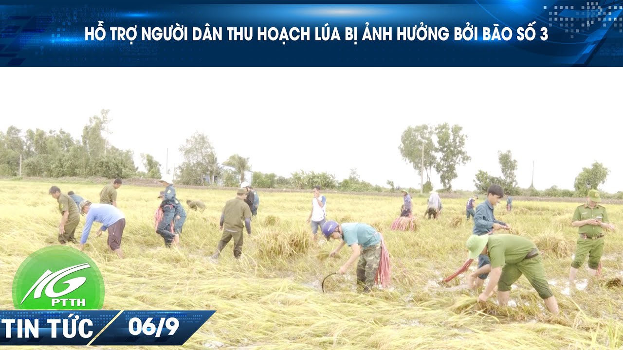 HỖ TRỢ NGƯỜI DÂN THU HOẠCH LÚA BỊ ẢNH HƯỞNG BỞI BÃO SỐ 3 | THKG