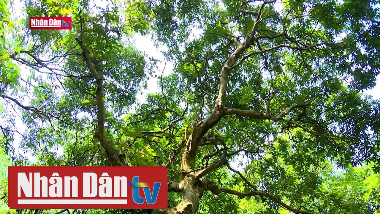 Hướng đến bảo tồn bền vững | Môi trường xanh