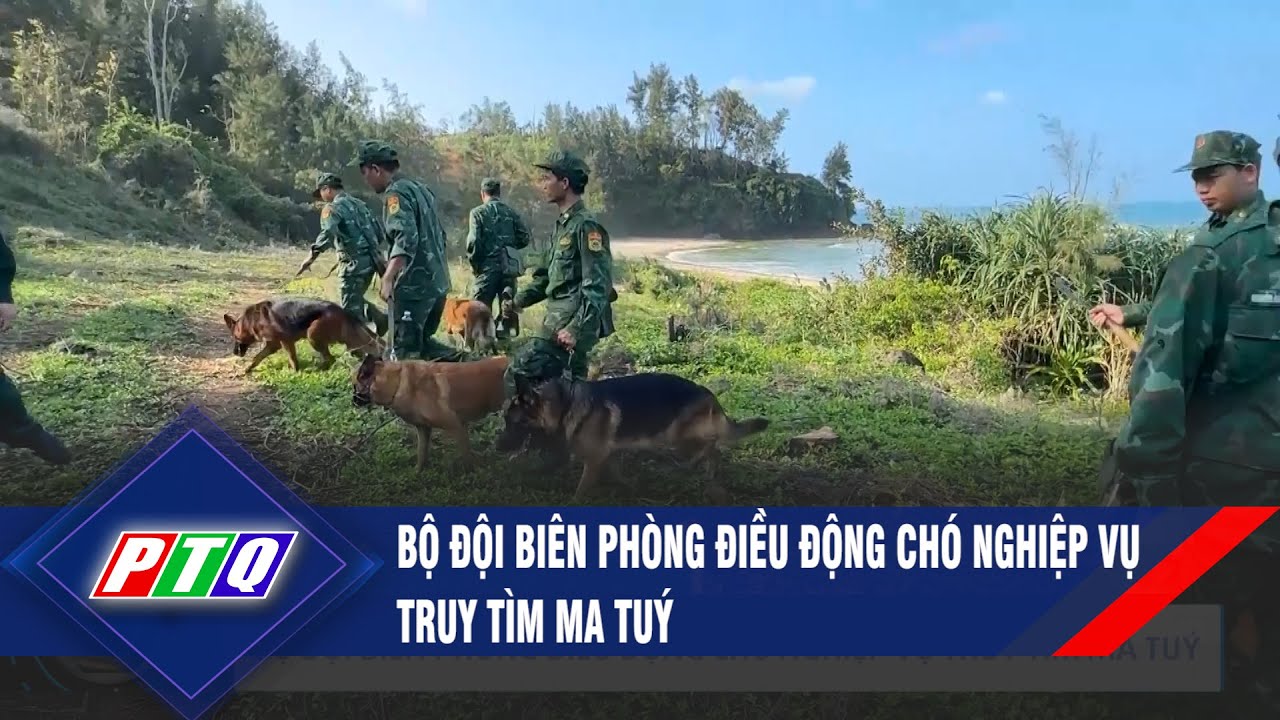 Bộ đội biên phòng điều động chó nghiệp vụ truy tìm m a tu ý | PTQ