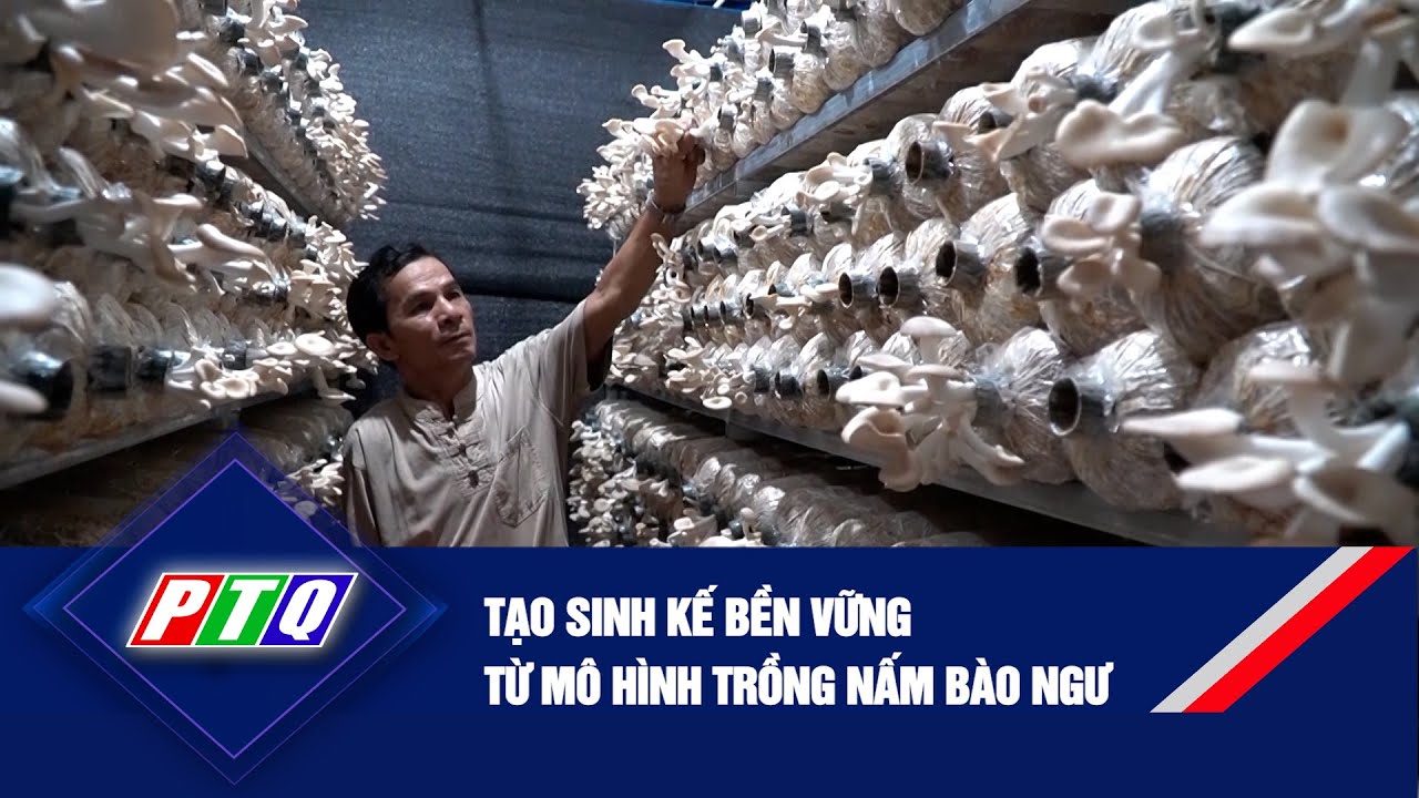 Tạo sinh kế bền vững từ mô hình trồng nấm bào ngư | PTQ