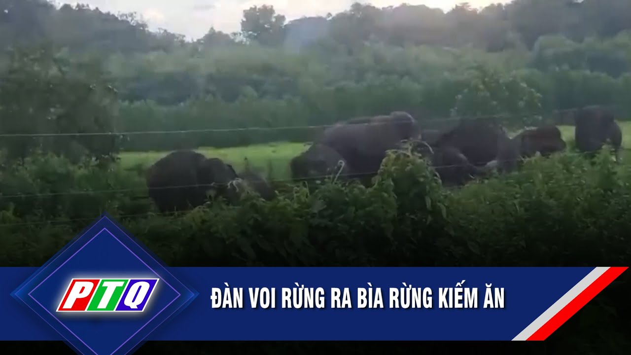 Đàn voi rừng ra bìa rừng kiếm ăn  | PTQ