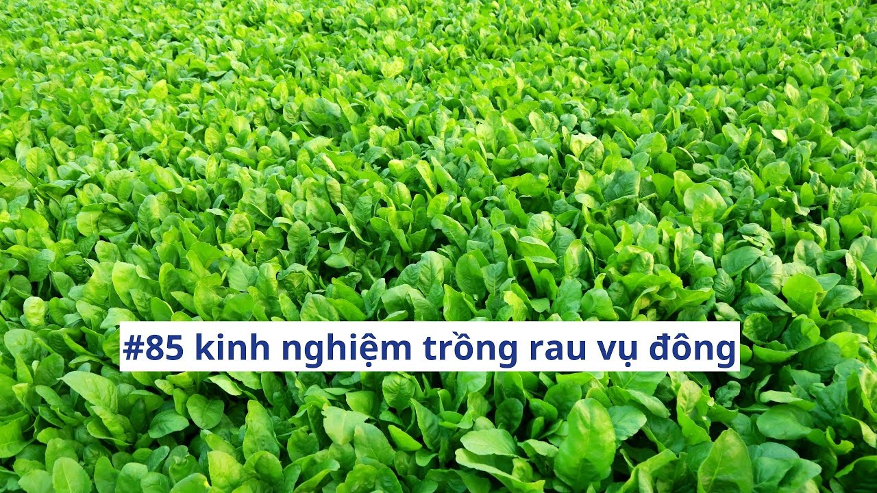 #85 | Kinh nghiệm trồng rau vụ đông của nông dân xã Đức Thạnh