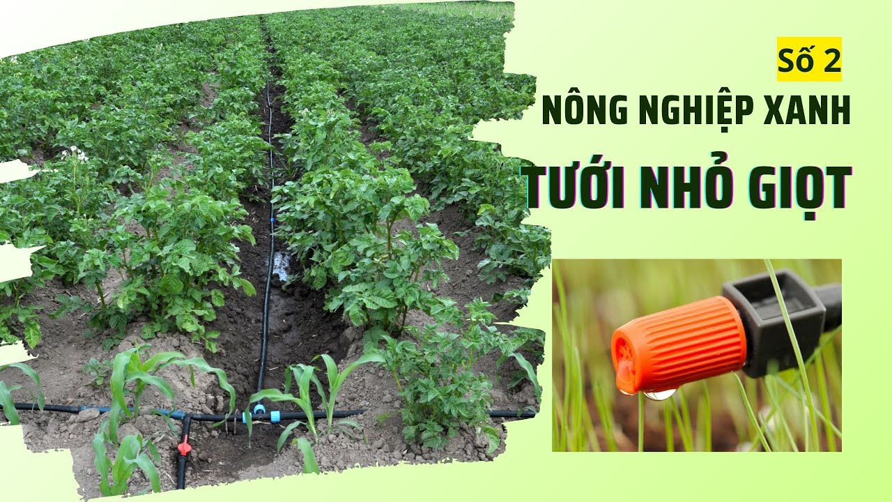 Nông dân xã Đức Thạnh làm nông nghiệp xanh | Số 2.2024